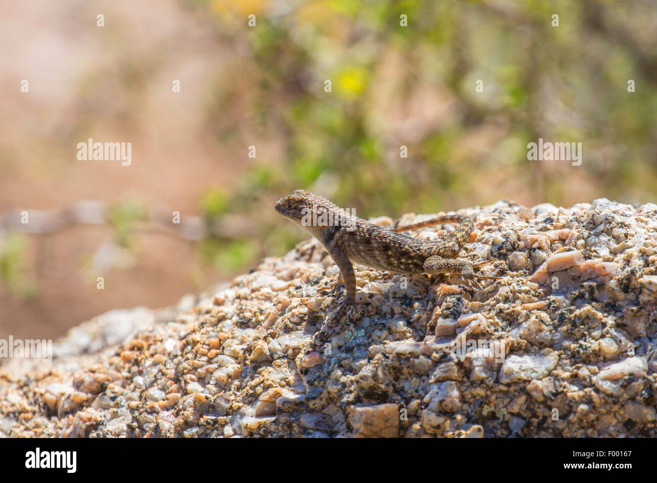 desert spiny lizard (Sceloporus magister), in its habitat, USA, Florida, Pinnacle Peak Stock Photo