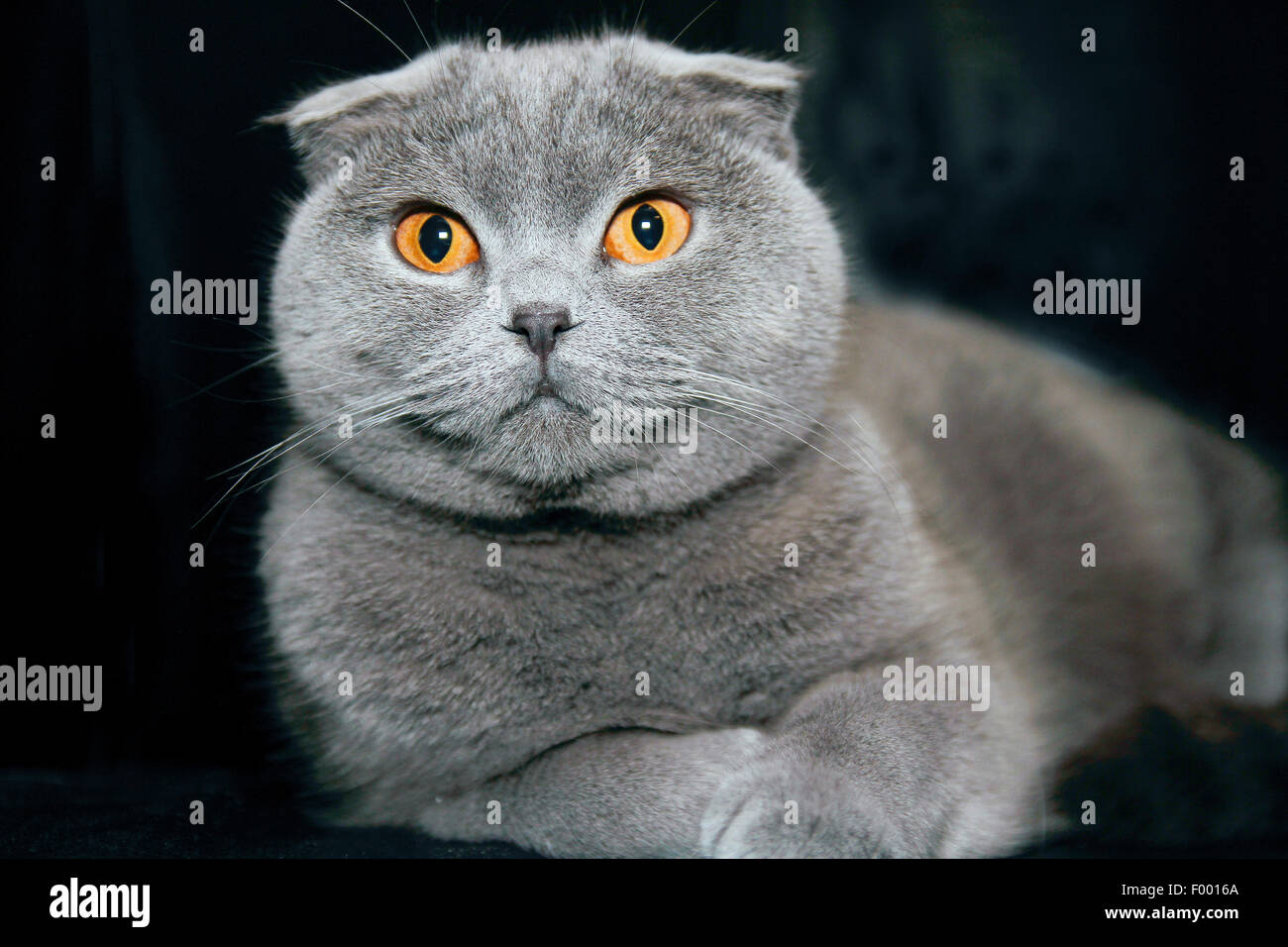 British Shorthair (Felis silvestris f. catus), grey-haired cat with floppy ears in front of black background Stock Photo