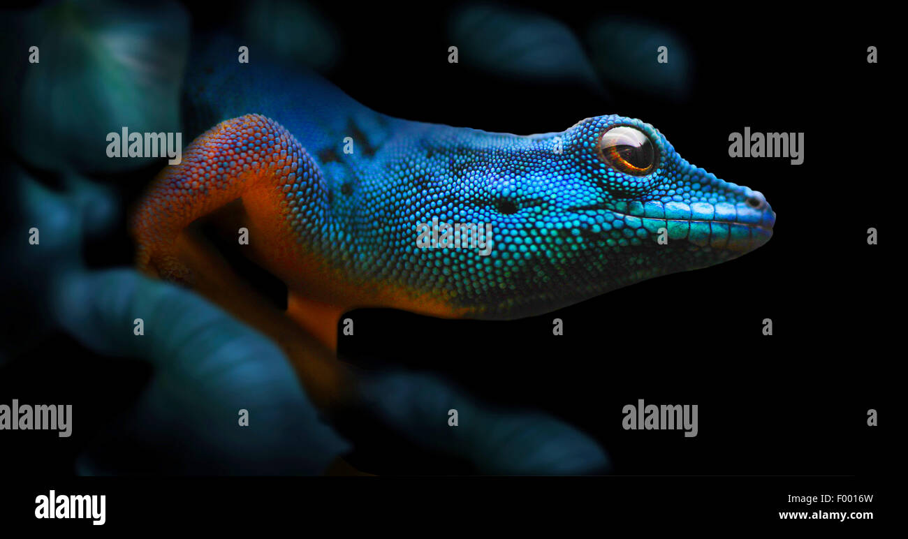 Electric Blue Gecko, Williams' Dwarf Gecko (Lygodactylus williamsi), portrait, Tanzania Stock Photo