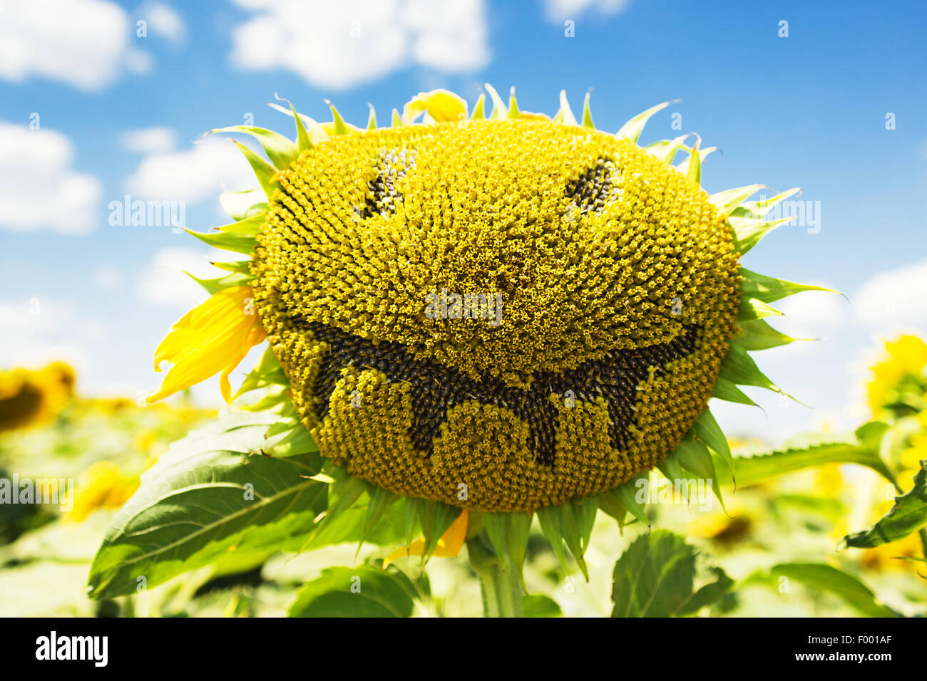 Sunflower face, close up photo Stock Photo
