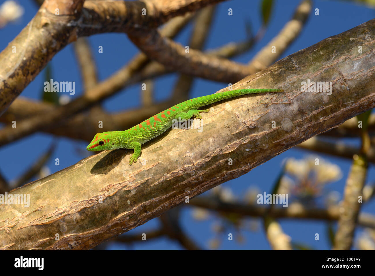 madagascar giant day gecko (Phelsuma madagascariensis grandis, Phelsuma