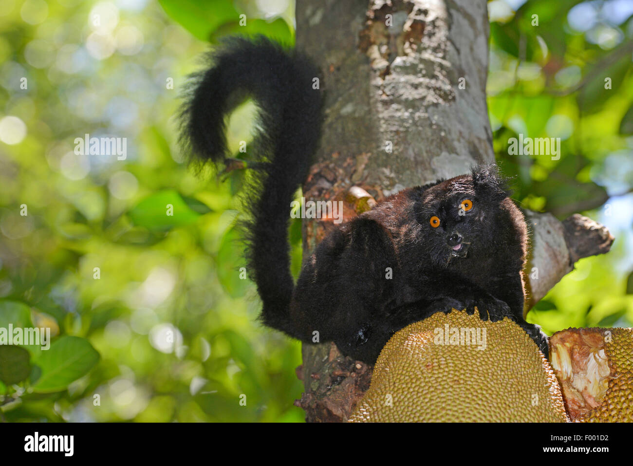 black lemur (Lemur macaco, Petterus macaco), male sits on a jackfruit tree, Madagascar, Nosy Be, Lokobe Reserva Stock Photo