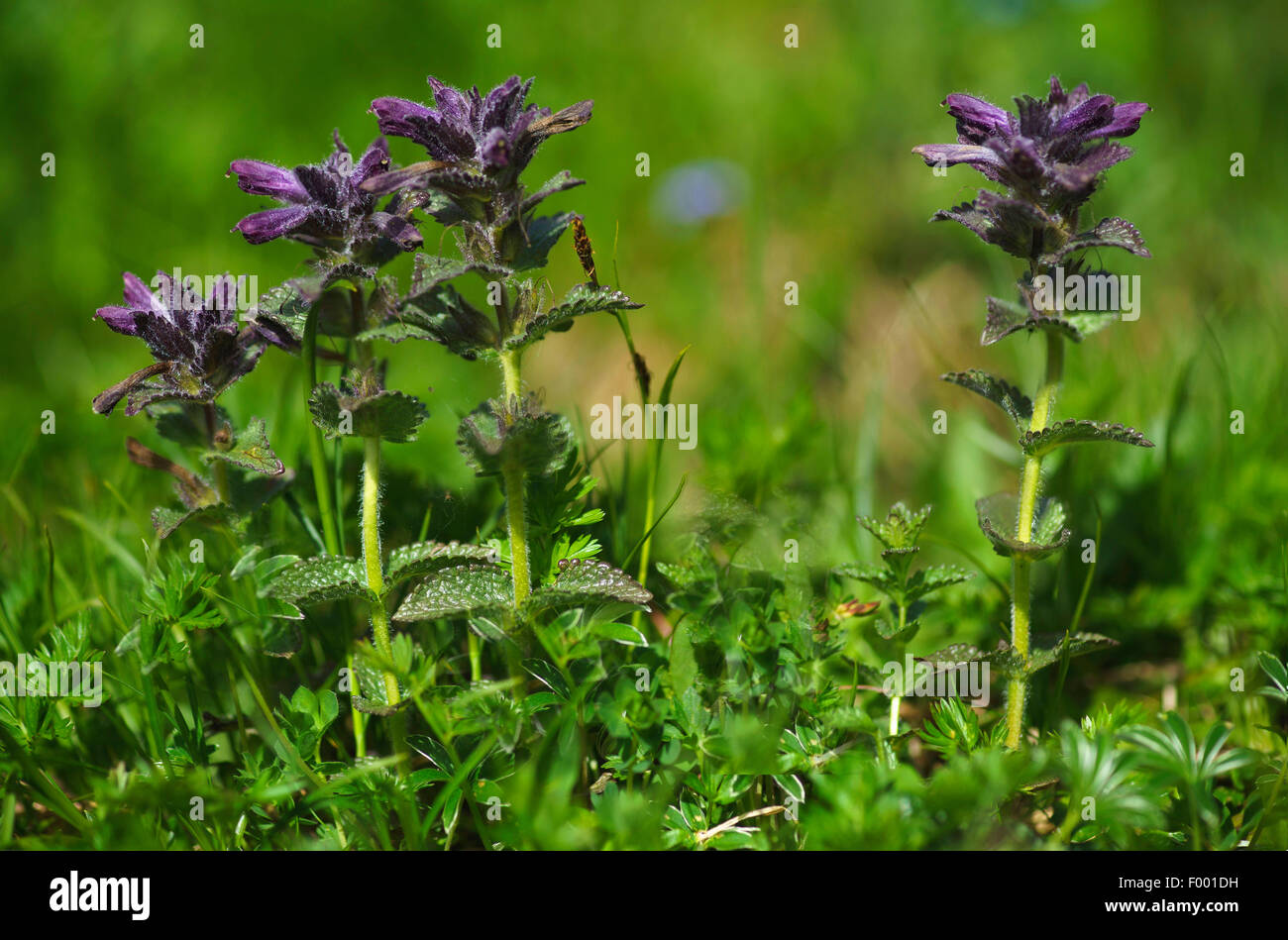 Alpine bartsia (Bartsia alpina), blooming, Austria, Tyrol, Lechtaler Alpen Stock Photo
