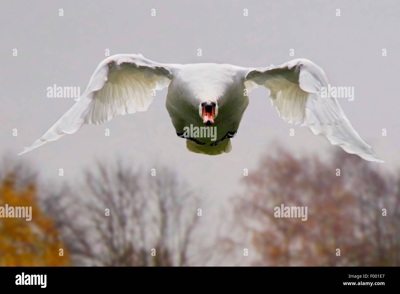 mute swan (Cygnus olor), in flight front view, Germany Stock Photo Alamy