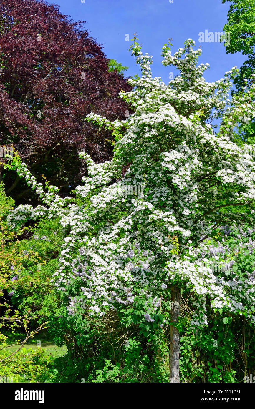 White thorn tree hires stock photography and images Alamy