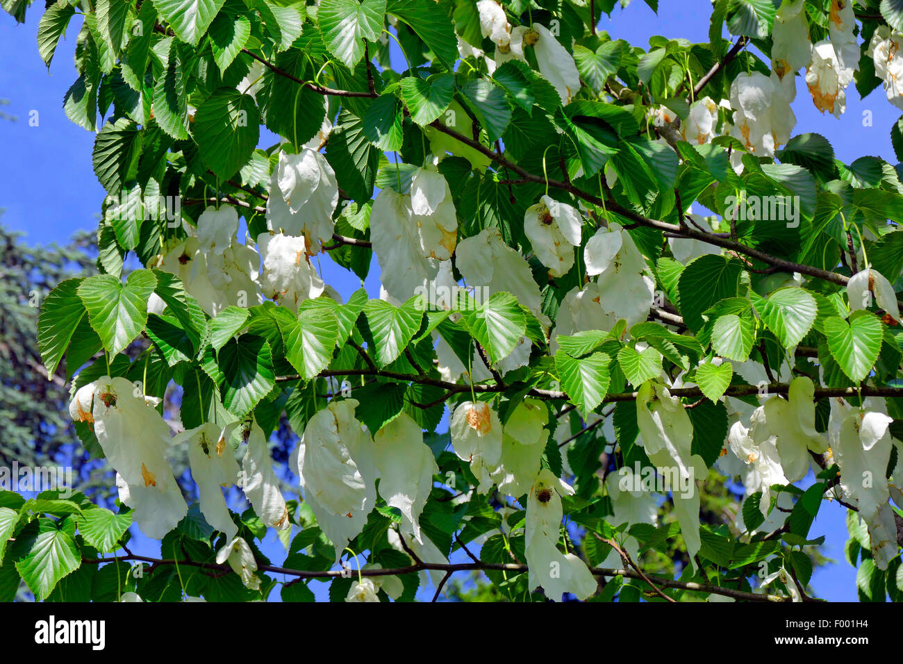 pocket-handkerchief tree (Davidia involucrata), blooming branch, Germany Stock Photo