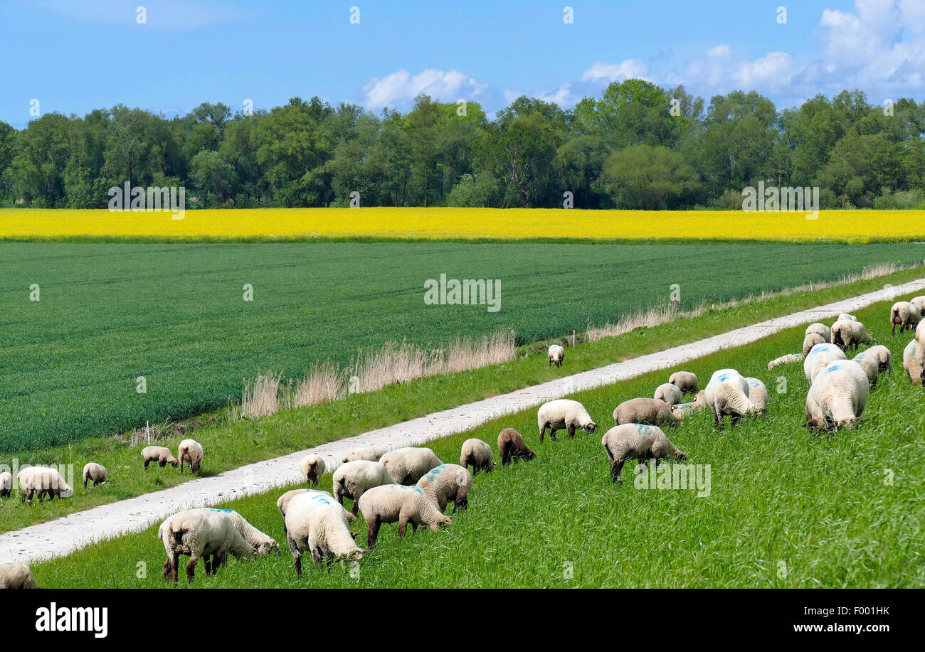 sheep on the Weser dyke in Aschwarden, Germany, Lower Saxony, Osterholz Stock Photo