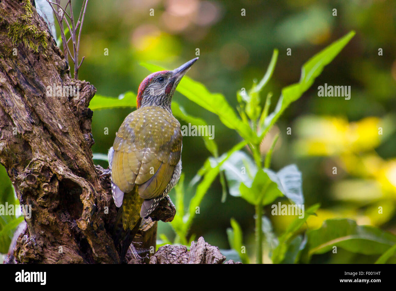 green woodpecker (Picus viridis), young green woodpecker on the feed