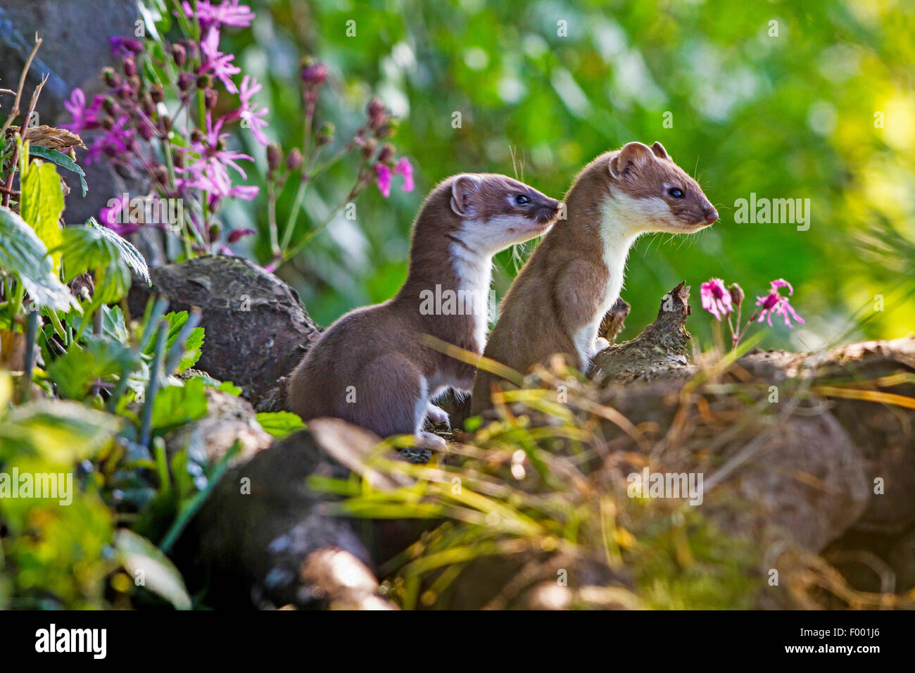 Ermine, Stoat, Short-tailed weasel (Mustela erminea), two ermines play on logs, Switzerland, Sankt Gallen, Kaan Stock Photo