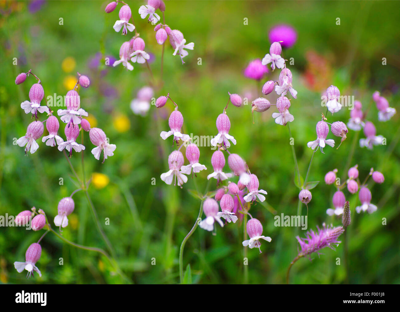 bladder campion, maiden's tears (Silene vulgaris), blooming, Austria, Tyrol, Lechtaler Alpen Stock Photo