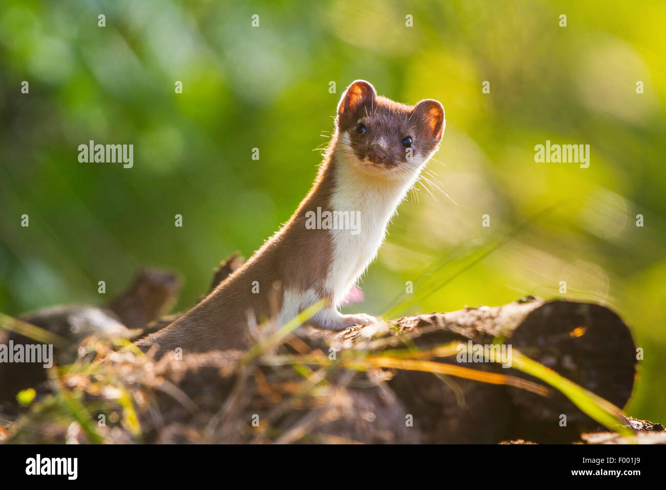 Ermine, Stoat, Short-tailed weasel (Mustela erminea), stands on a log ...
