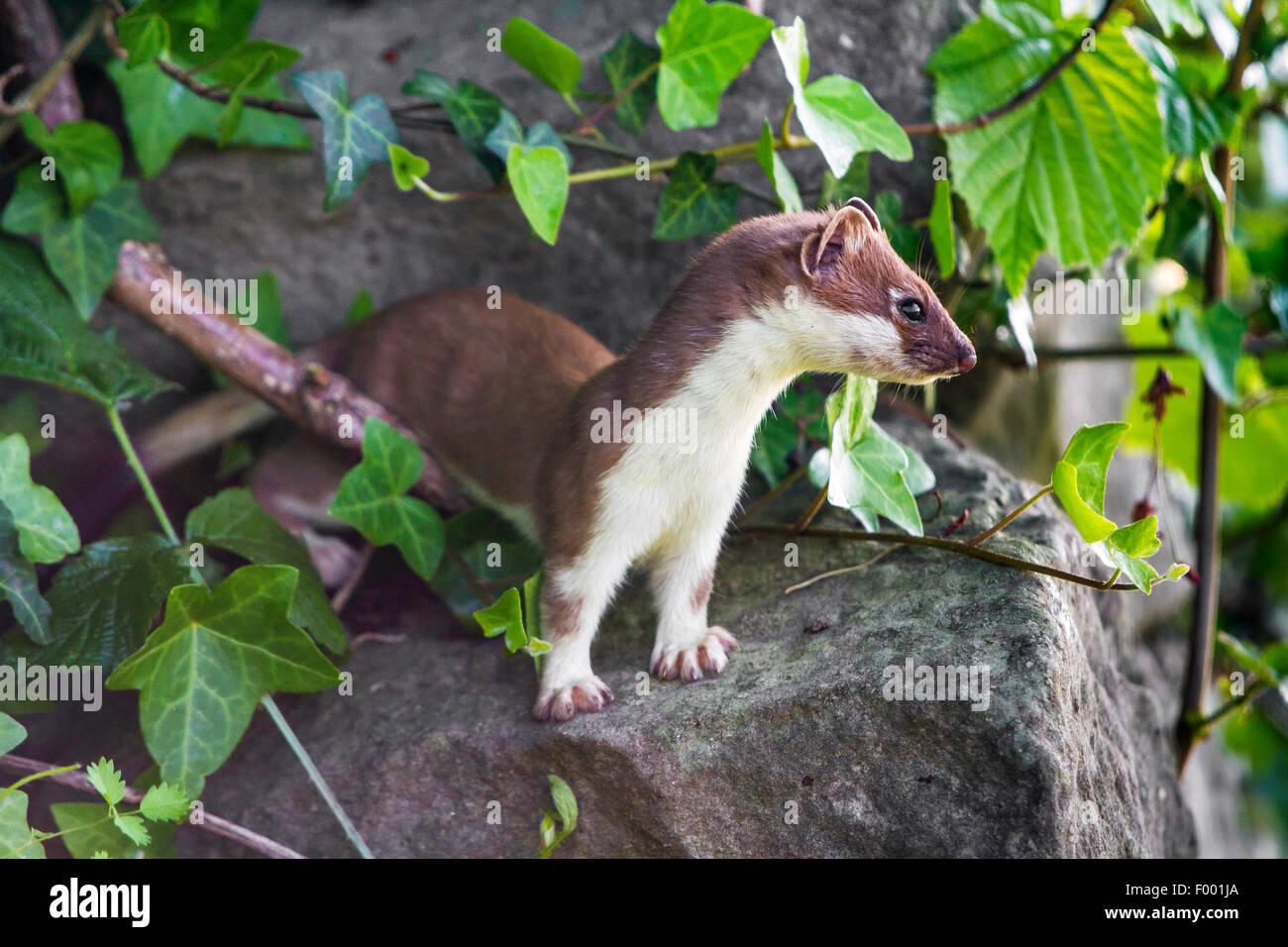 Ermine, Stoat, Short-tailed weasel (Mustela erminea), stands on a an ...