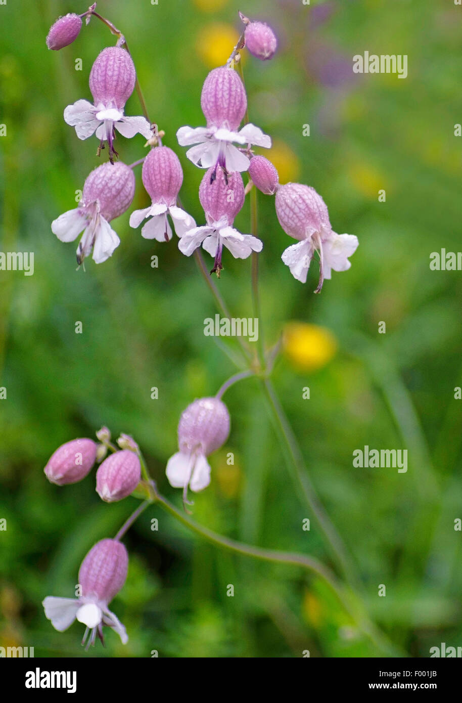 bladder campion, maiden's tears (Silene vulgaris), blooming, Austria, Tyrol, Lechtaler Alpen Stock Photo