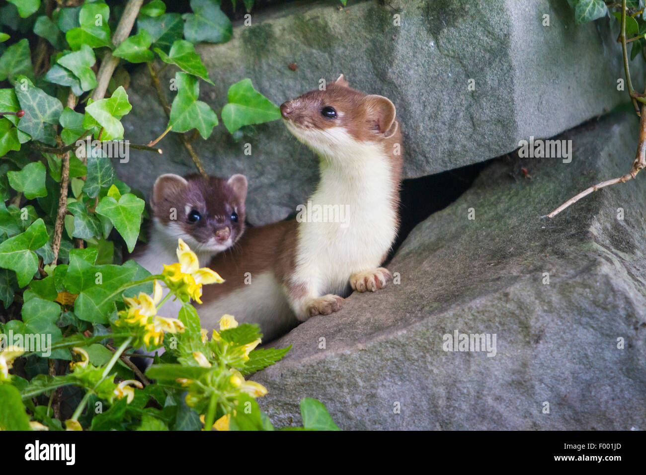 Ermine, Stoat, Short-tailed weasel (Mustela erminea), two ermines looking out of an old sandstone wall, Switzerland, Sankt Gallen Stock Photo