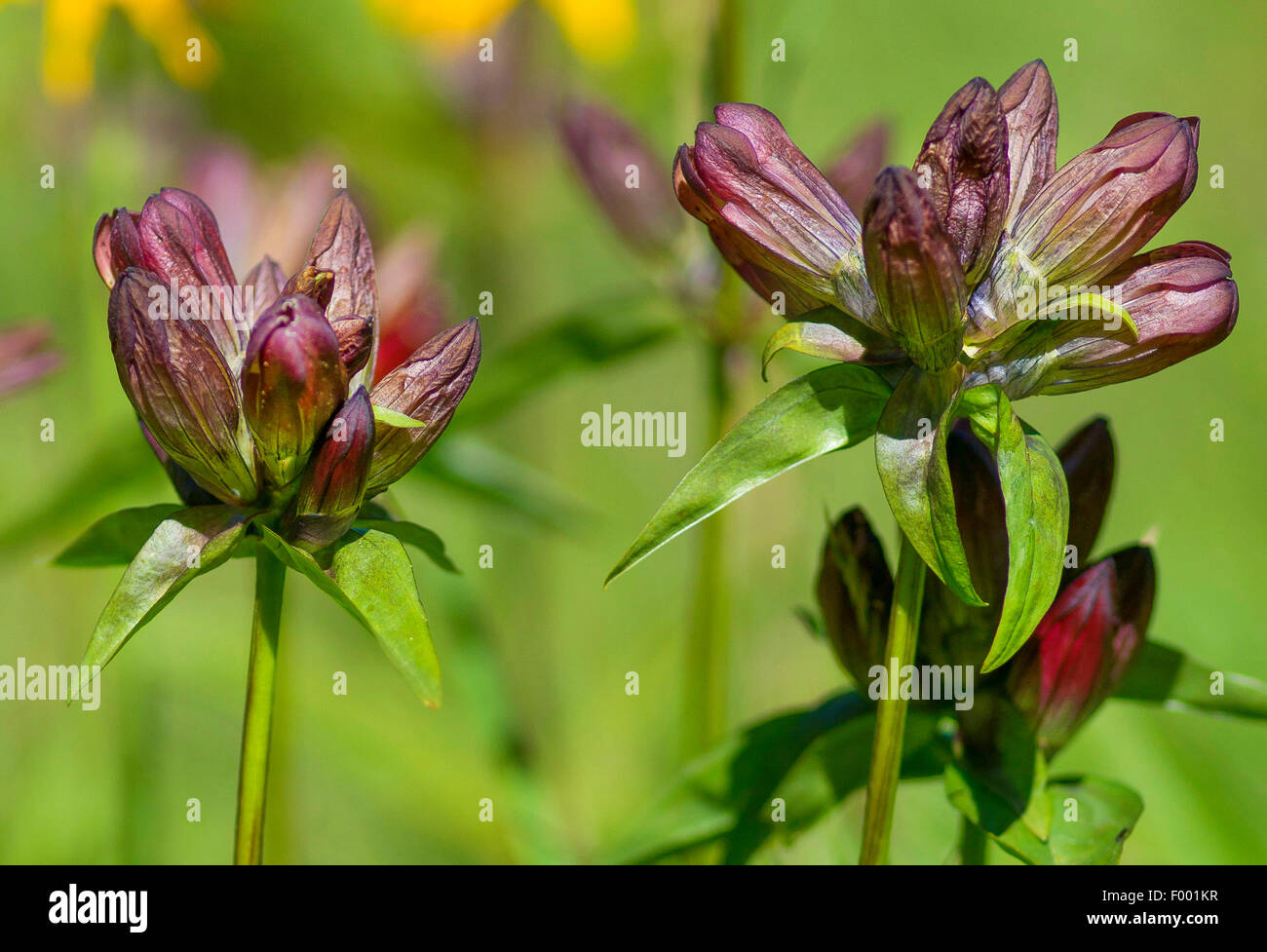 Pannonian gentian, Hungarian gentian, Brown gentian (Gentiana pannonica), blooming, Austria, Tyrol, Lechtaler Alpen Stock Photo