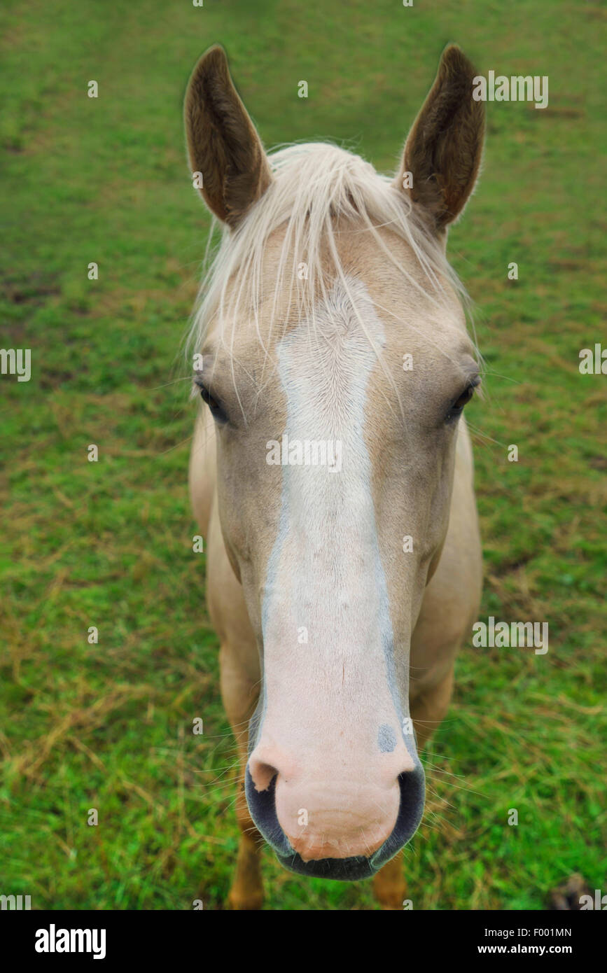 domestic horse (Equus przewalskii f. caballus), on the feedlot, portrait, Germany, Bavaria Stock Photo