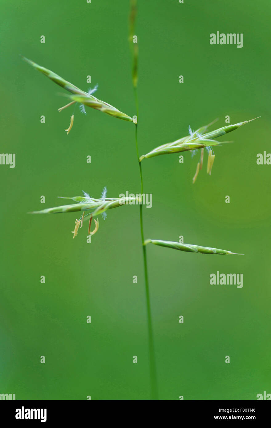 tor-grass (Brachypodium pinnatum), spikelets, Germany, Bavaria Stock Photo