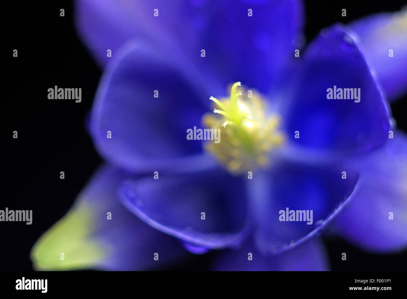 columbine (Aquilegia spec.), flower, focus on Stock Photo