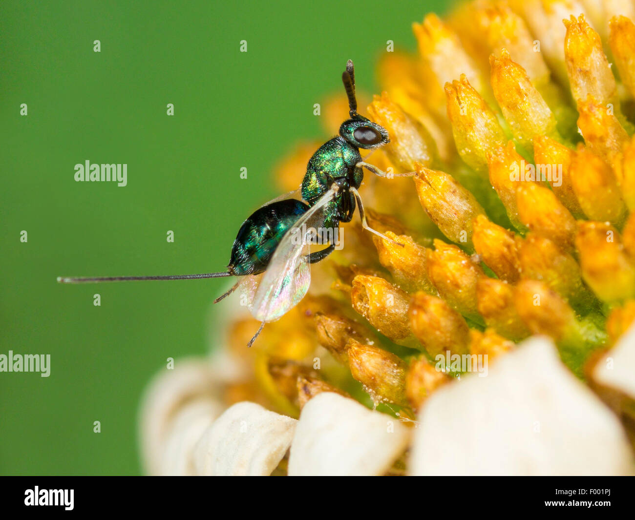 Chalcid wasp (Torymus laetus), Female on the withered flower of oxeye daisy (Leucanthemum vulgare, Germany Stock Photo