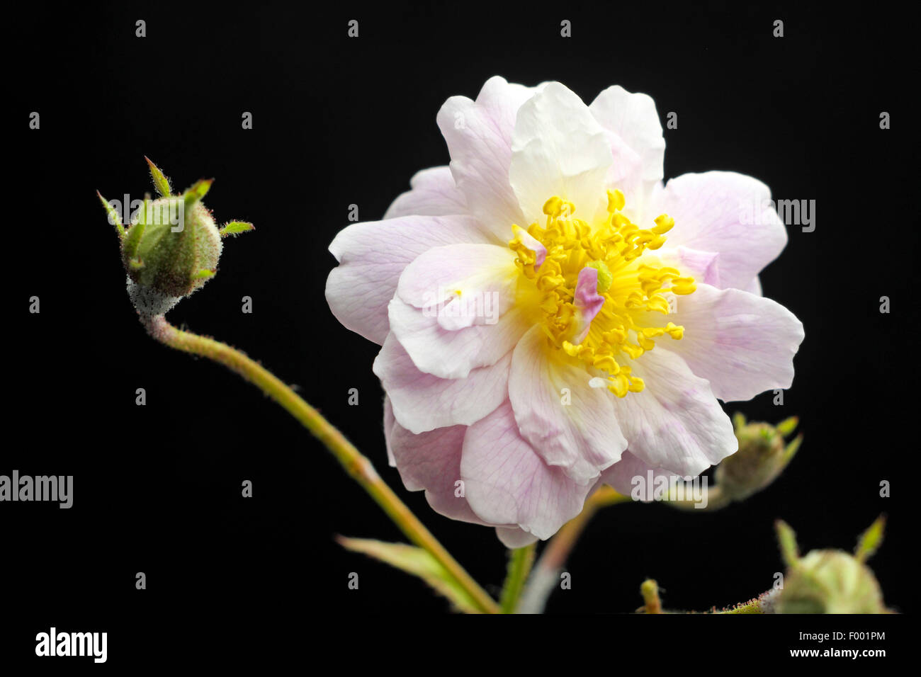 ornamental rose (Rosa Paul's Himalayan Musk, Rosa 'Paul's Himalayan