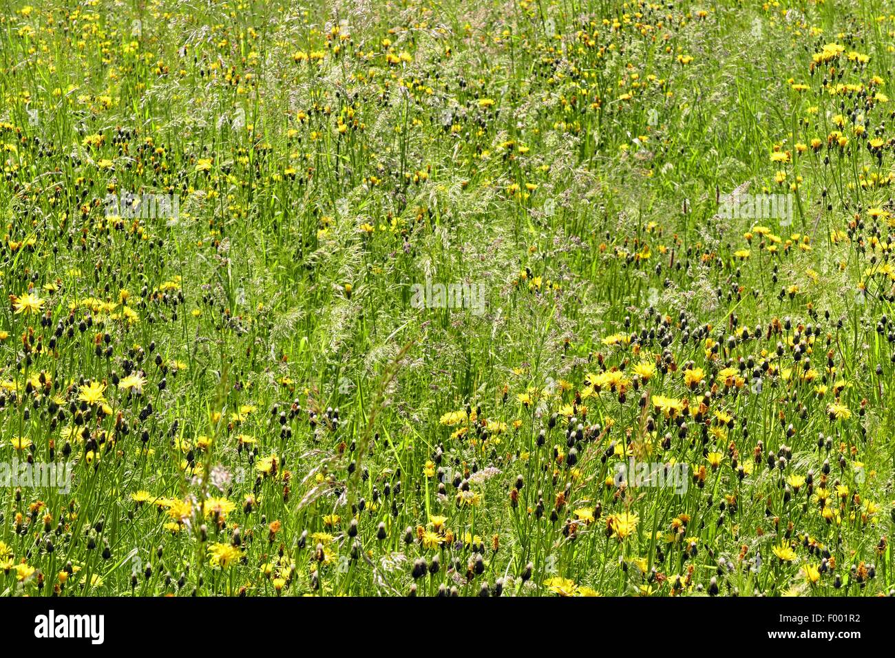 Rough hawk's-beard (Crepis biennis), blooming in a meadow, Germany Stock Photo