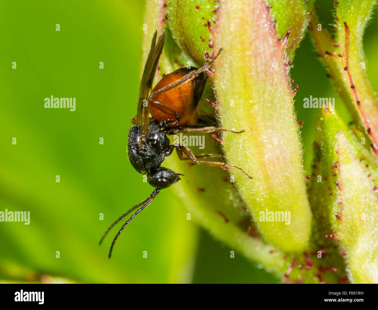 mossy rose gall wasp, bedeguar gall wasp (Diplolepis rosae), female laying eggs with her