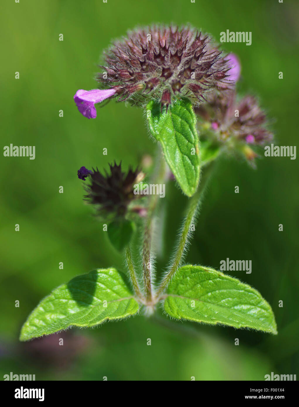 wild basil, field basil (Clinopodium vulgare, Calamintha clinopodium ...