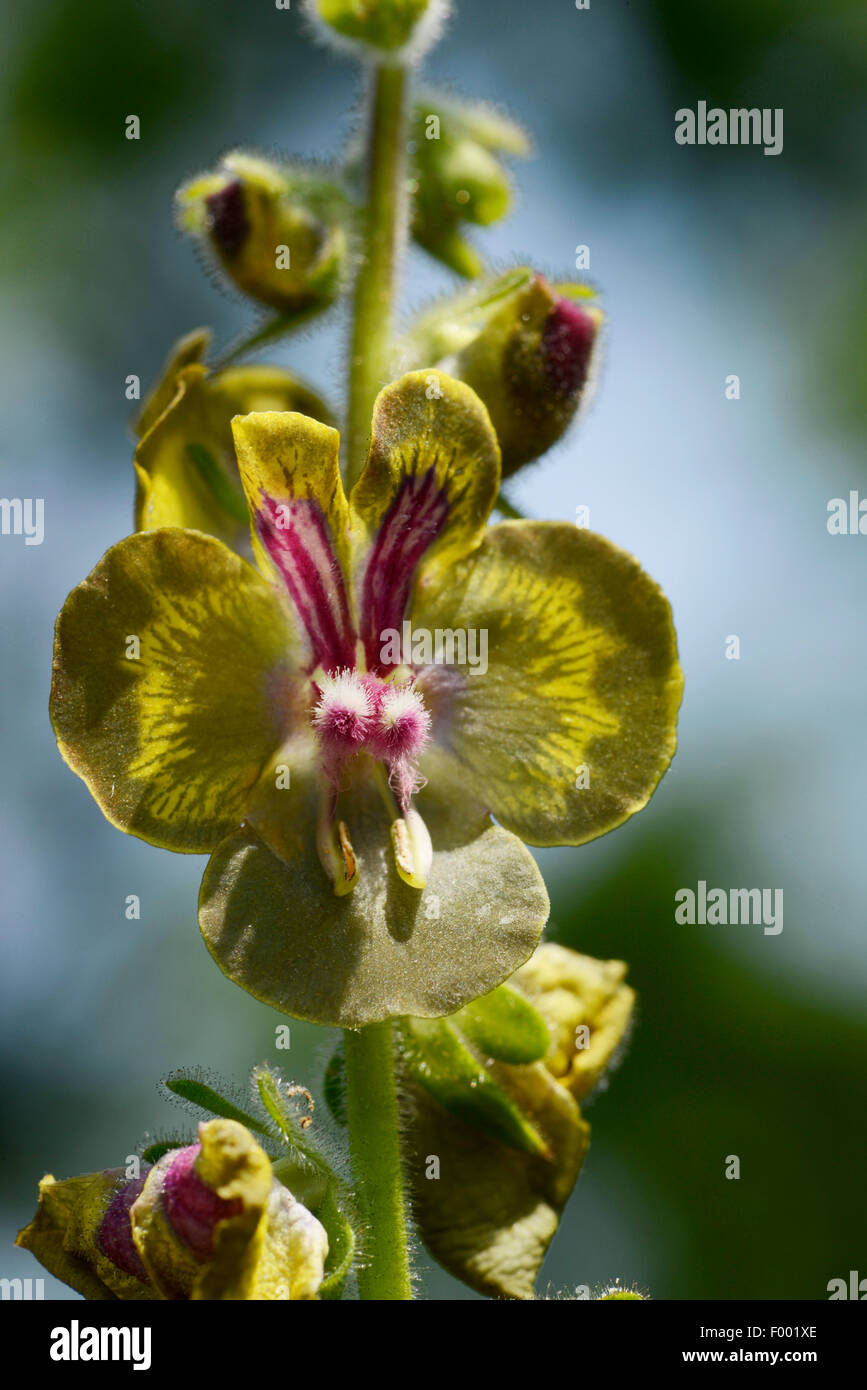 mullein (Verbascum bugulifolium ), flowers, Turkey, Thrace Stock Photo