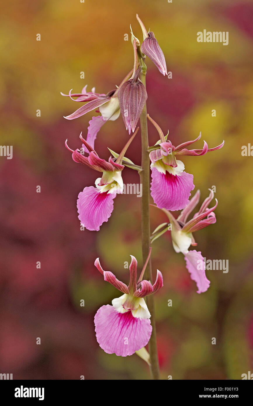 Eulophia (Eulophia euglossa x guineensis), flowers Stock Photo
