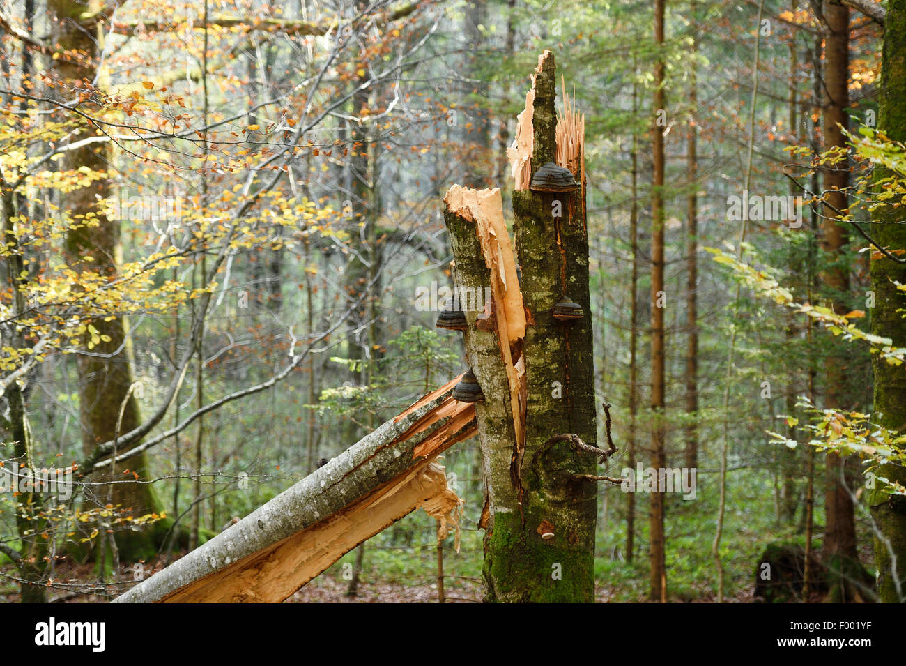 common beech (Fagus sylvatica), broken beech, Austria Stock Photo