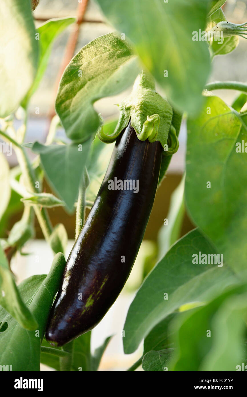 egg-plant, eggplant (Solanum melongena), ripe aubergine Stock Photo