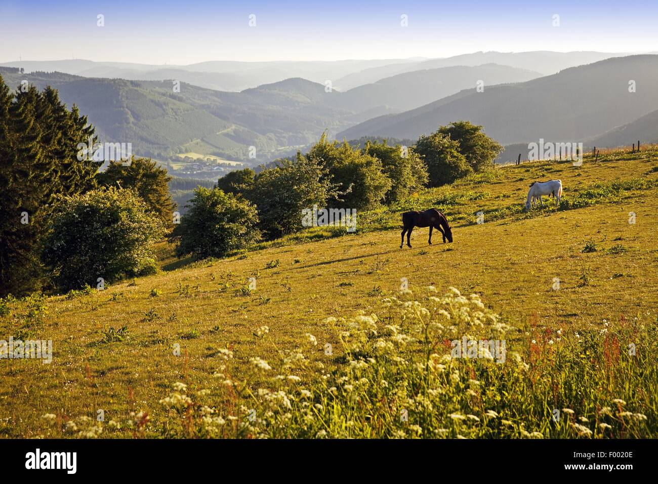 domestic horse (Equus przewalskii f. caballus), lookout over the landscape with two grazing horses near Wildewiese, Germany, North Rhine-Westphalia, Sauerland, Sundern Stock Photo