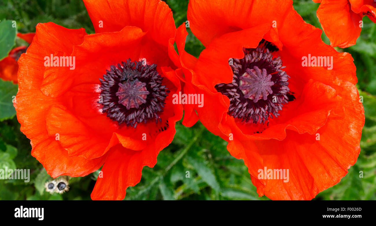 Oriental poppy (Papaver orientale), two poppy flowers, Germany Stock Photo