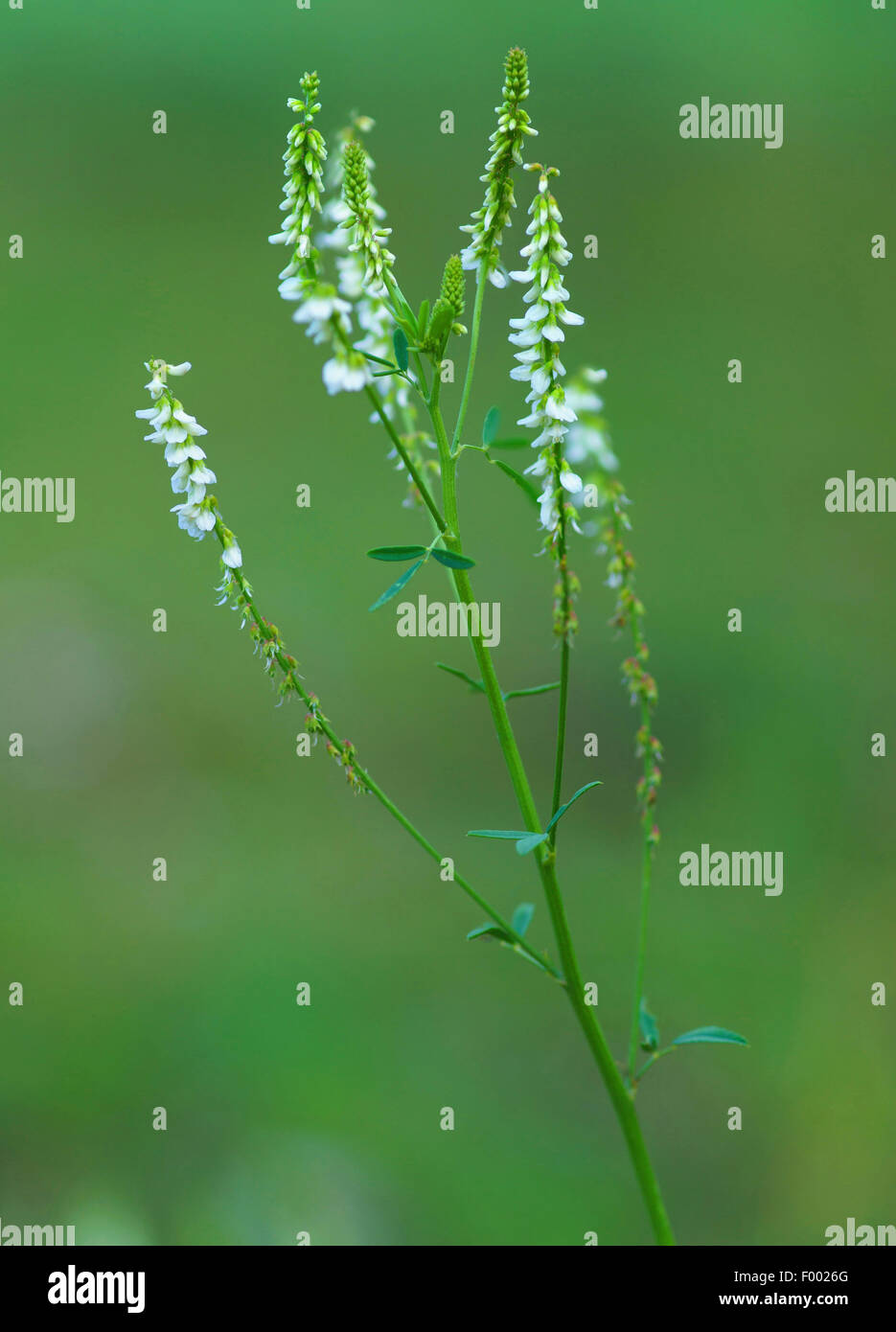 white melilot, white sweetclover (Melilotus albus, Melilotus alba), blooming, Germany, Bavaria, Werdenfelser Land Stock Photo