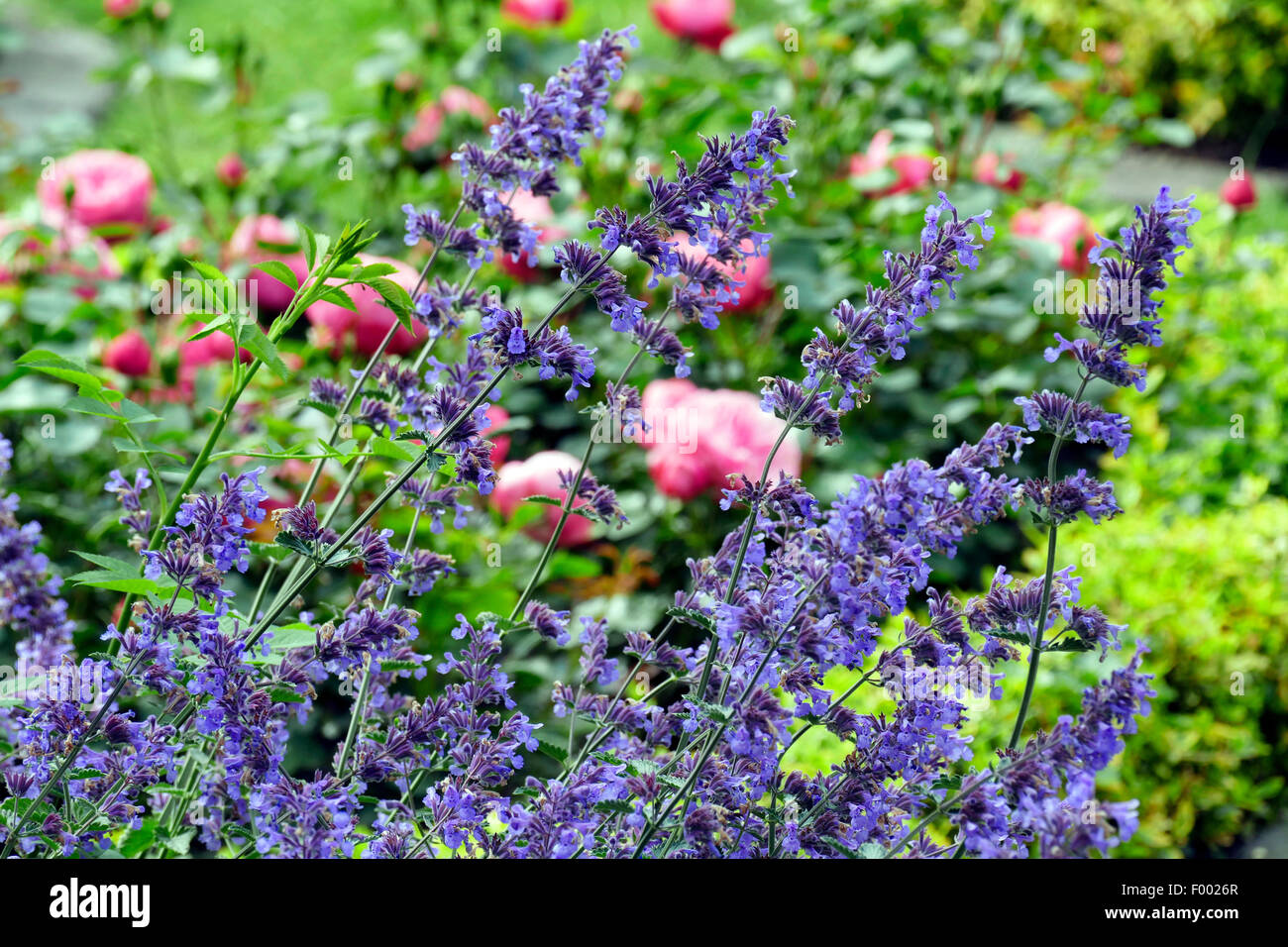 faassen's catmint (Nepeta x faassenii, Nepeta faassenii), blooming with roses in the background Stock Photo