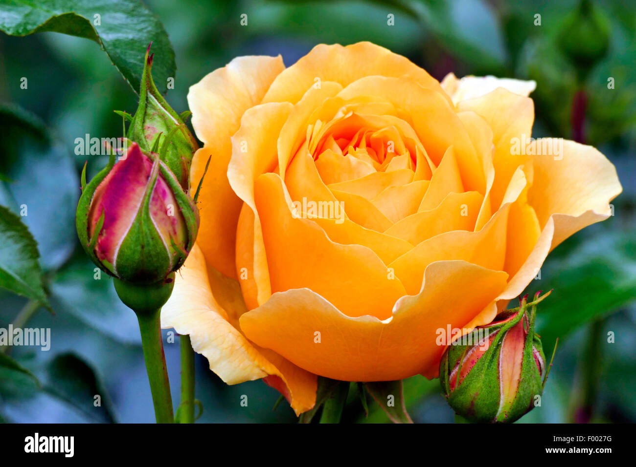 ornamental rose (Rosa 'Graham Thomas Austin', Rosa Graham Thomas Austin), cultivar Graham Thomas Austin Stock Photo
