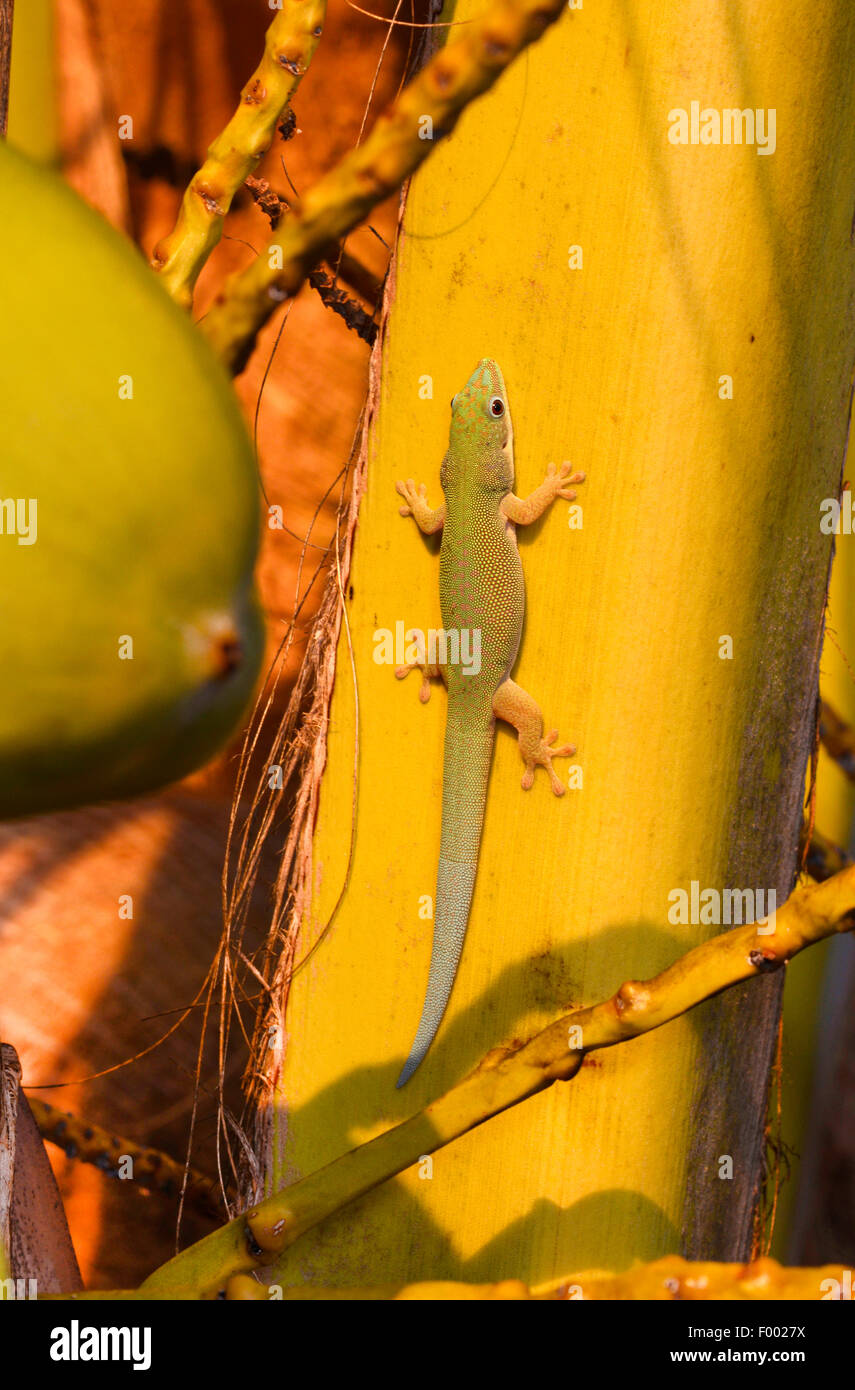 Dull Day Gecko (Phelsuma dubia), sits on the trunk of a palm, Madagascar, Diana Stock Photo