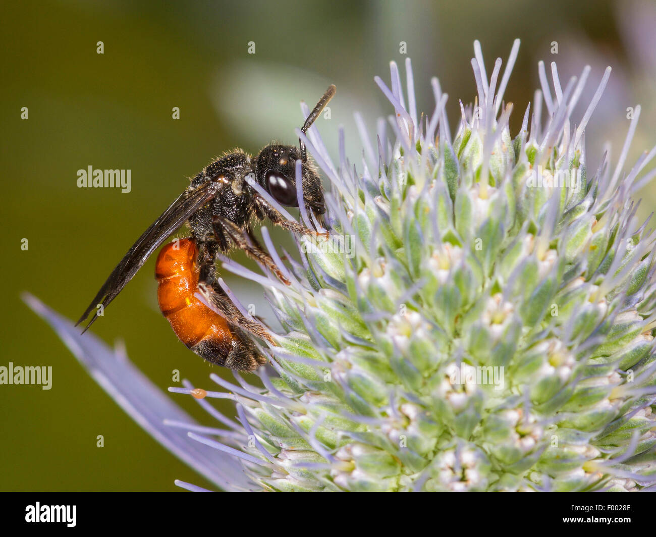Dark-winged Blood-bee (Sphecodes gibbus ), Dark-winged Blood-bee female foraging on Eryngo (Eryngium planum), Germany Stock Photo