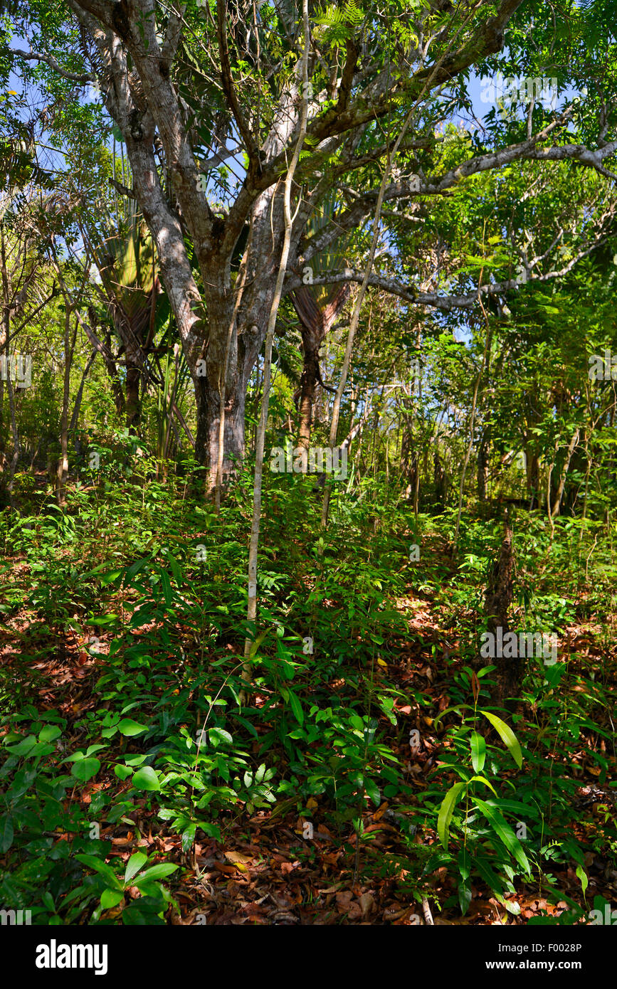 rain forest at Lokobe Reserve, Madagascar, Nosy Be, Lokobe Reserva Stock Photo