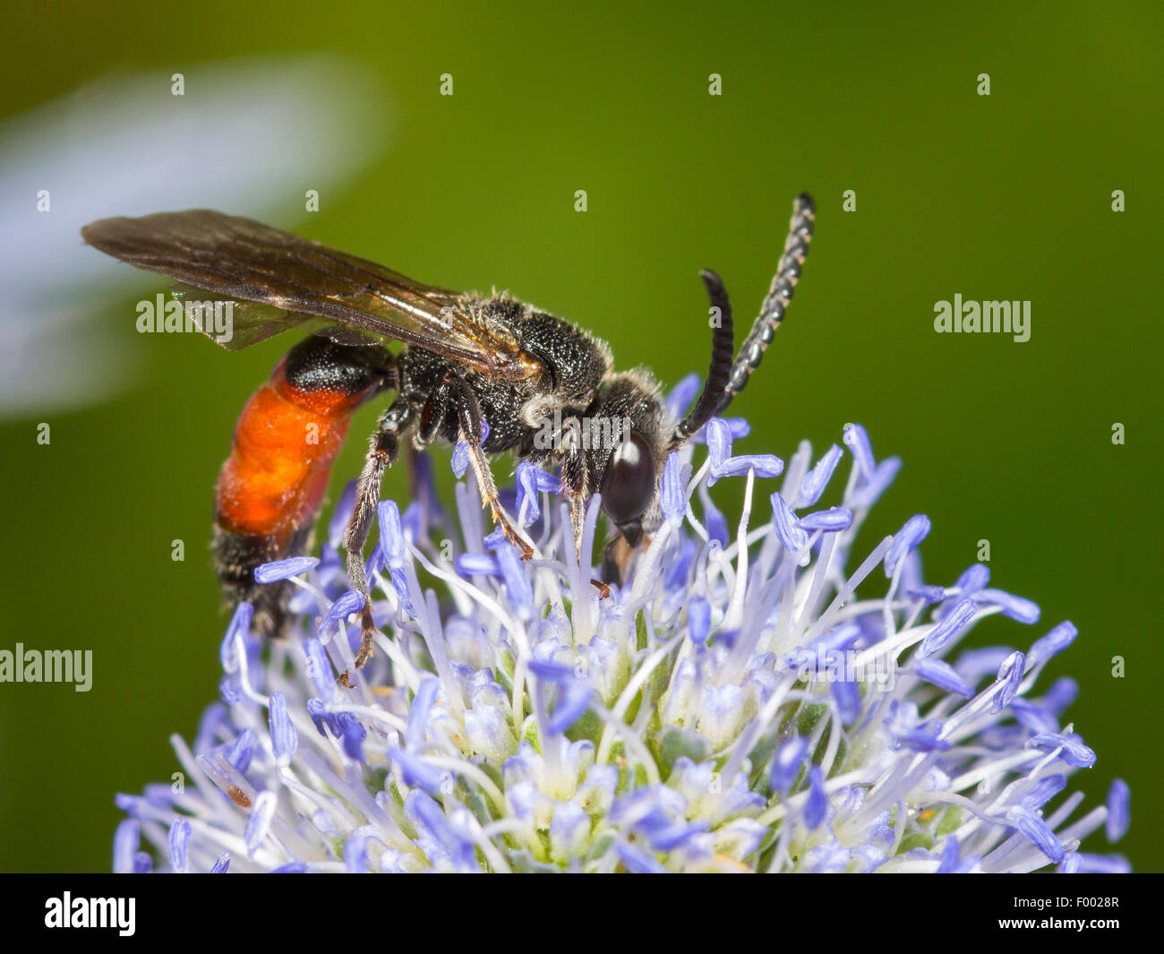 Dark-winged Blood-bee (Sphecodes gibbus ), Dark-winged Blood-bee male foraging on Eryngo (Eryngium planum), Germany Stock Photo