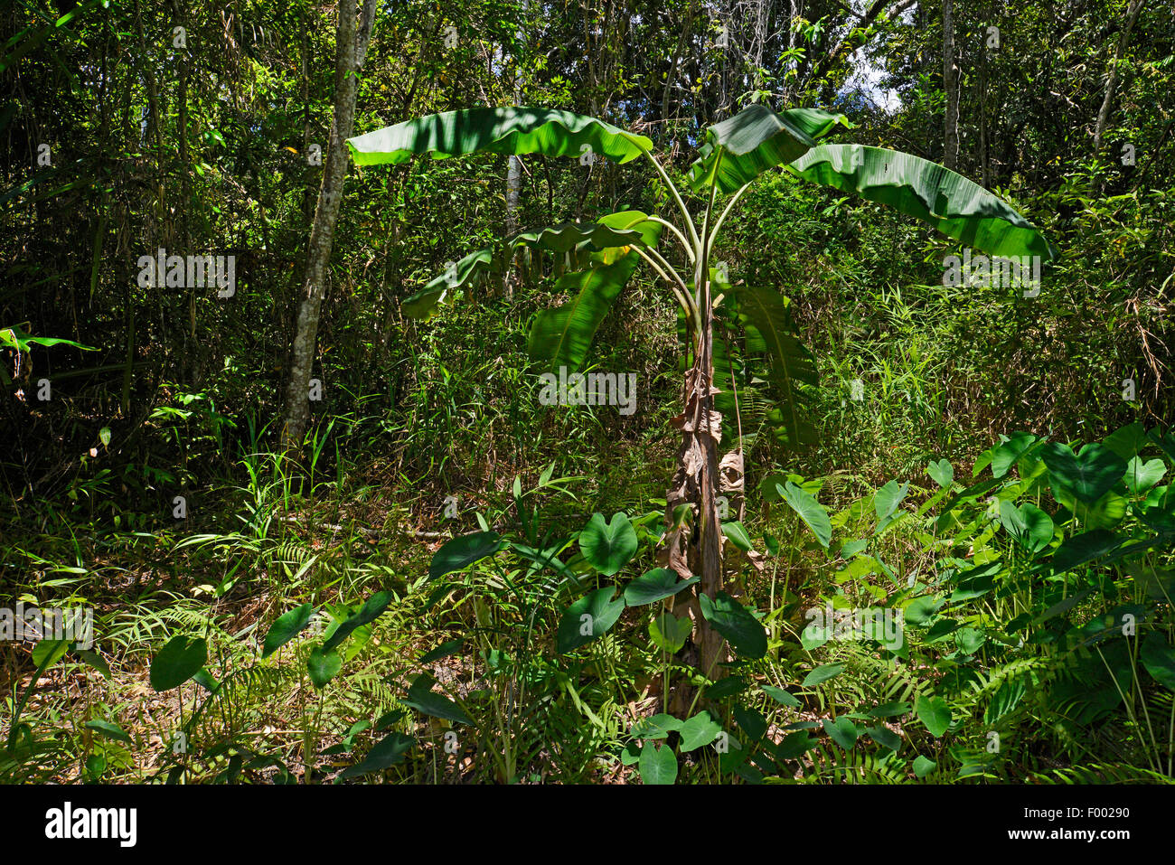 rain forest at Lokobe Reserve, Madagascar, Nosy Be, Lokobe Reserva Stock Photo