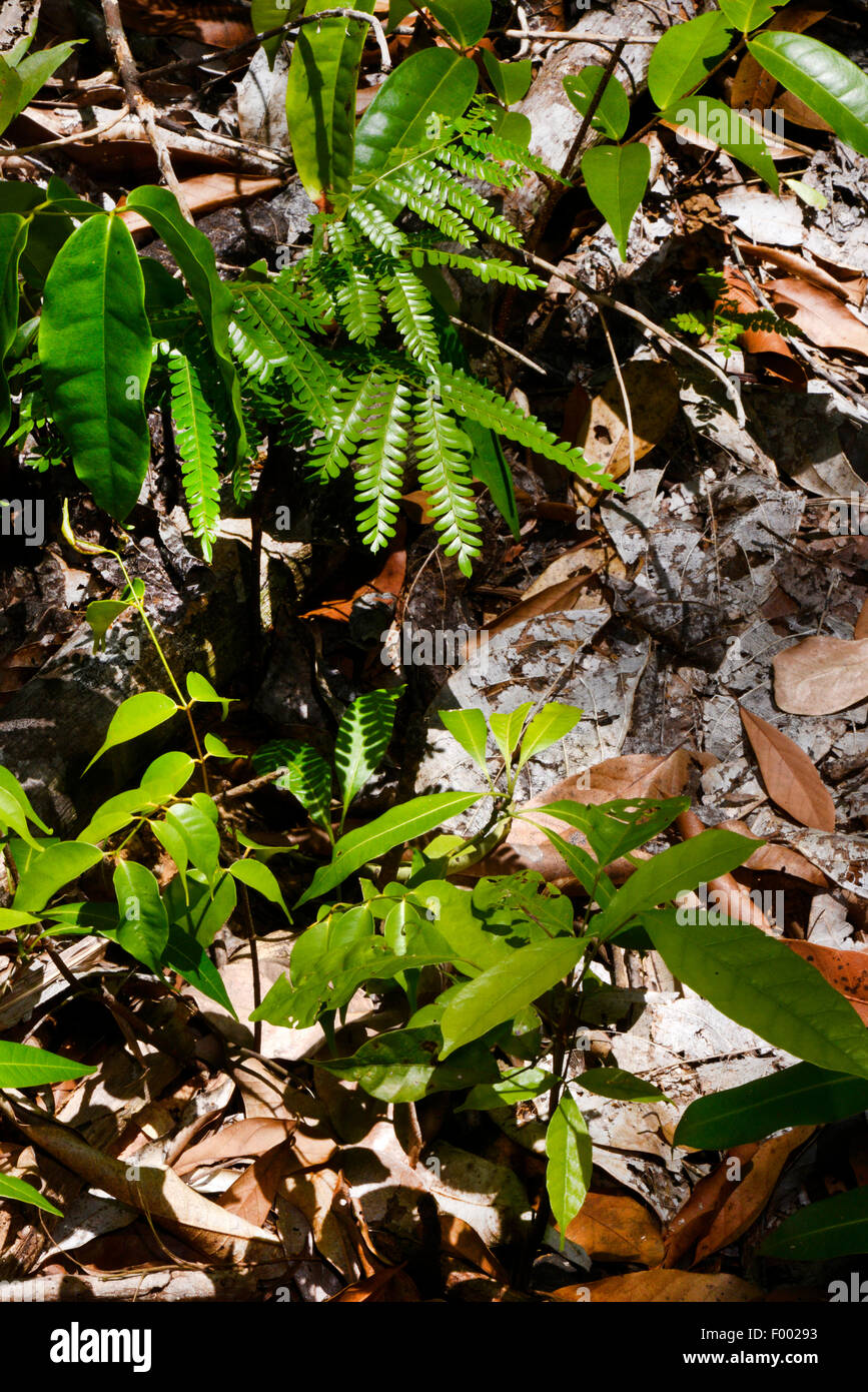 forest floor of the rain forest at the Lokobe reserve, Madagascar, Nosy Be, Lokobe Reserva Stock Photo