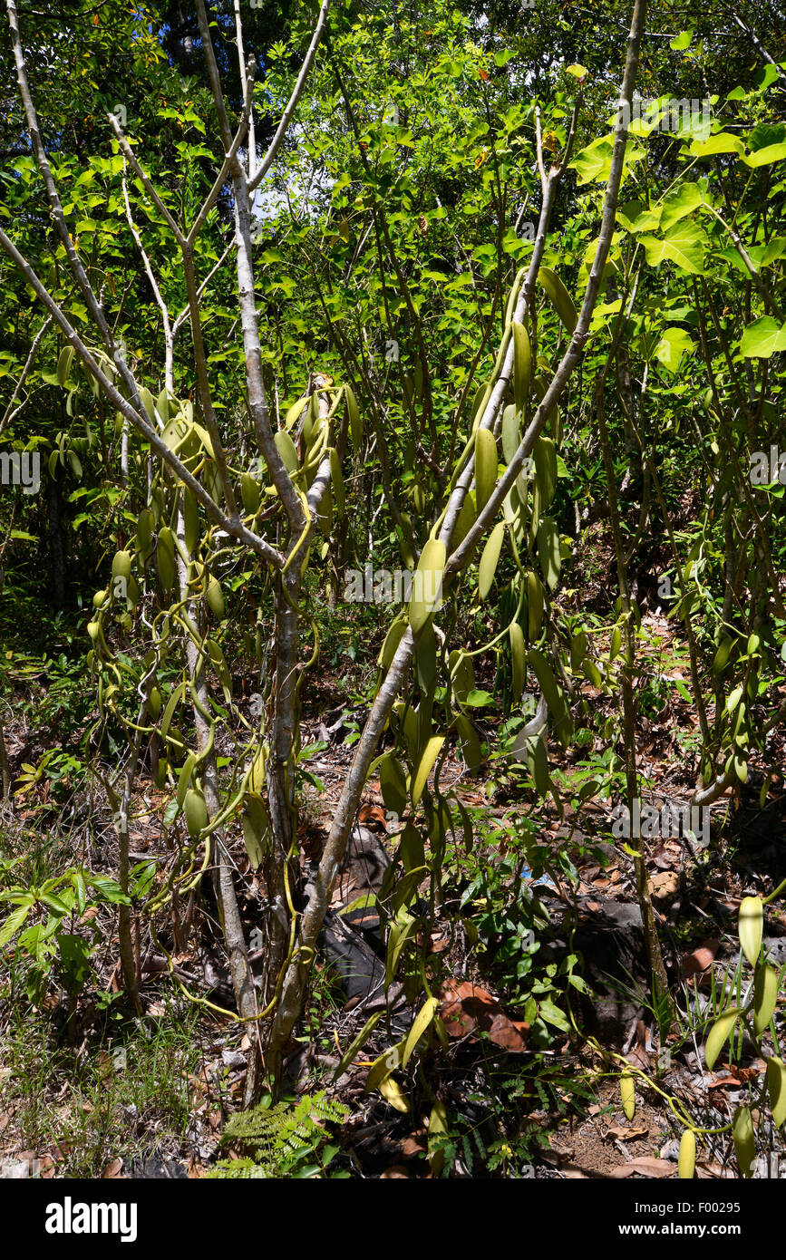 vanilla (Vanilla planifolia), entwining vanilla, Madagascar, Nosy Be, Lokobe Reserva Stock Photo