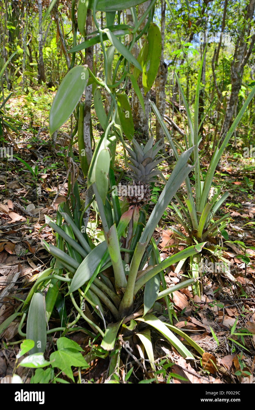 pineapple (Ananas comosus, Ananas sativus), pineapple in the tropical