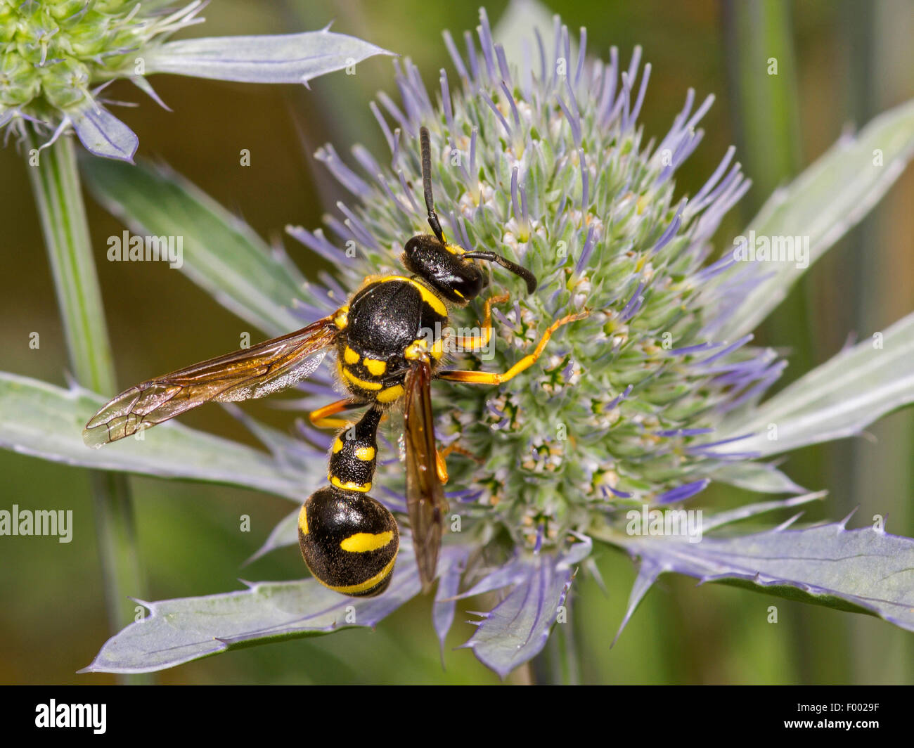 Wasp (Eumenes pedunculatus), female foraging on Eryngo (Eryngium planum