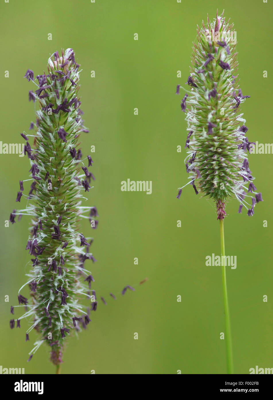 Timothy (Phleum spec.), blooming, Germany, Bavaria, Oberbayern, Upper Bavaria Stock Photo
