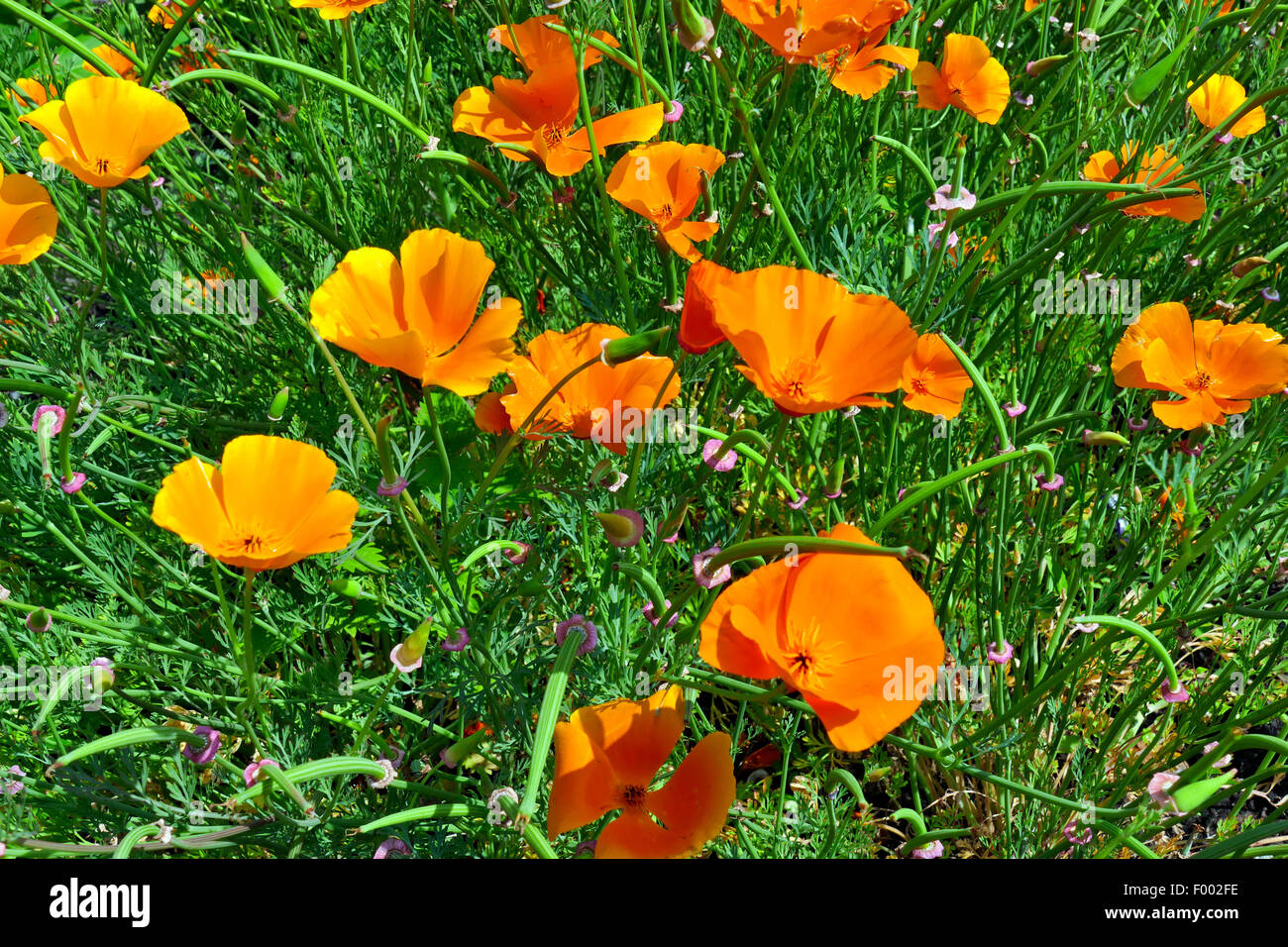 Californian poppy, California poppy, gold poppy (Eschscholzia californica), blooming Stock Photo