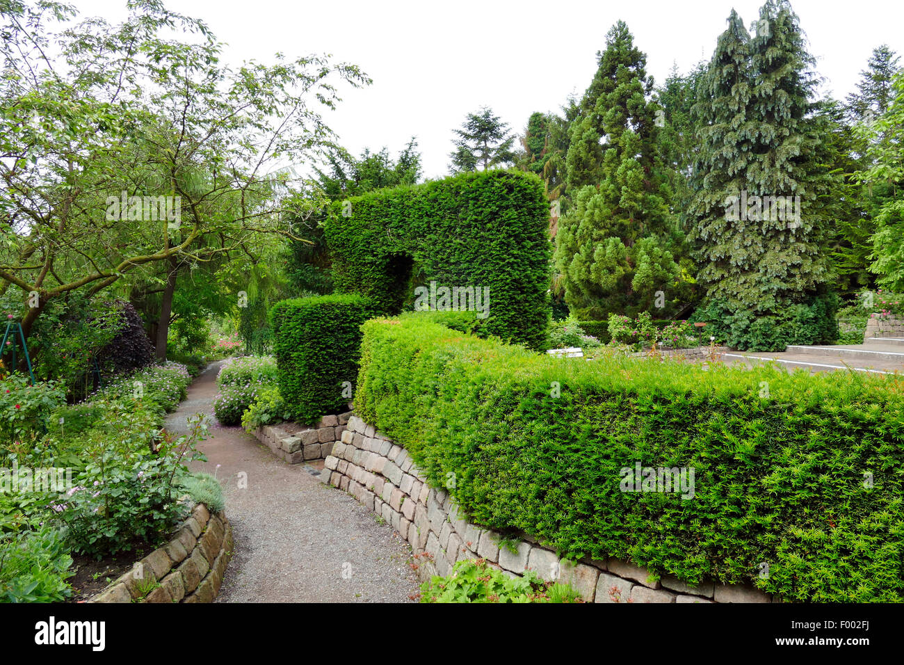 Common yew, English yew, European yew (Taxus baccata), hedges in a landscape park, Germany Stock Photo