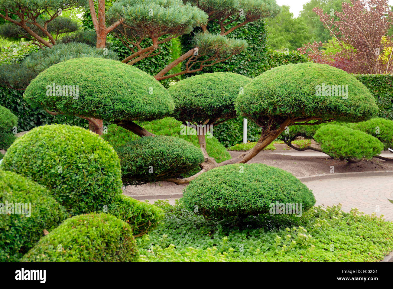 Chinese juniper (Juniperus chinensis), topiary Stock Photo