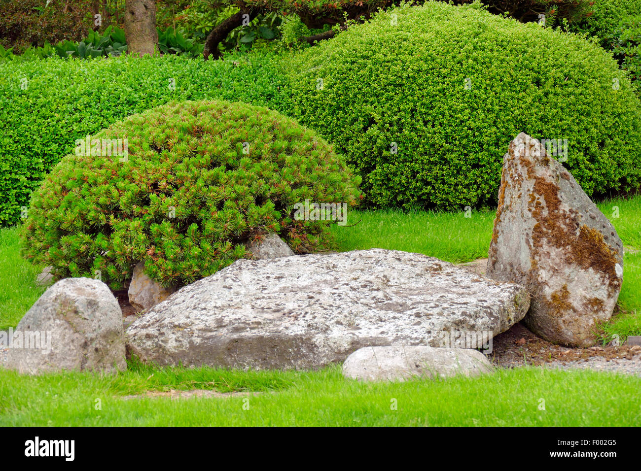 Mountain pine, Mugo pine (Pinus mugo), topiary Stock Photo